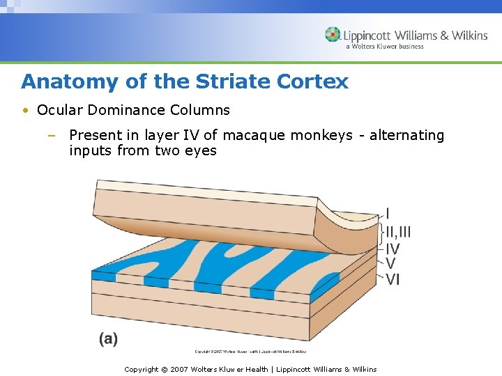 Anatomy of the Striate Cortex • Ocular Dominance Columns – Present in layer IV
