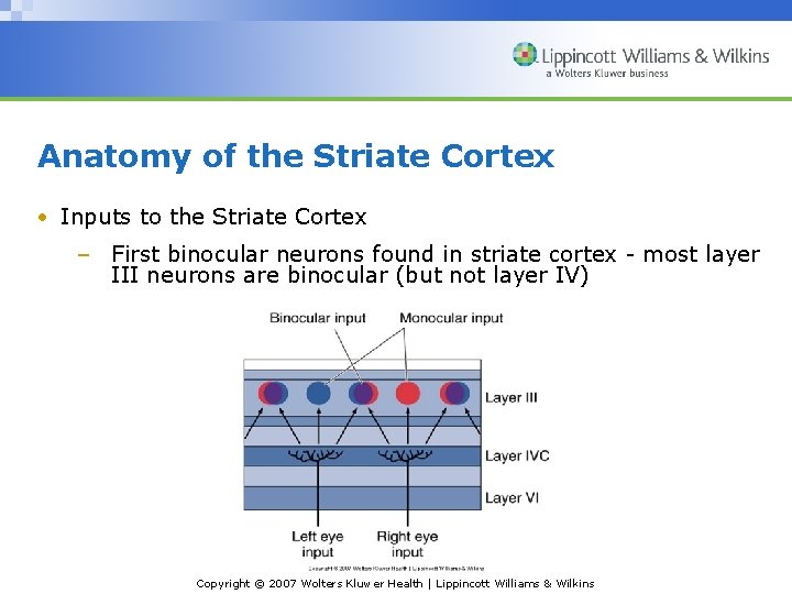 Anatomy of the Striate Cortex • Inputs to the Striate Cortex – First binocular
