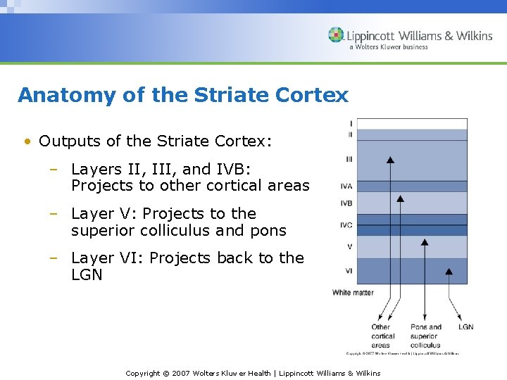 Anatomy of the Striate Cortex • Outputs of the Striate Cortex: – Layers II,