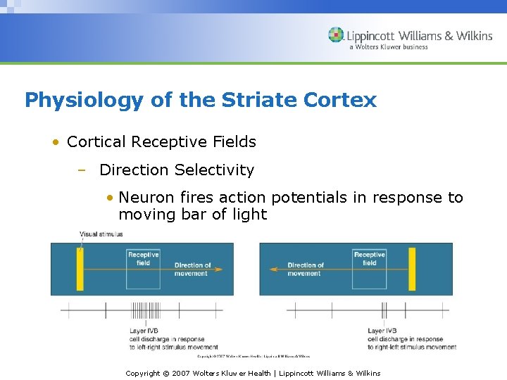 Physiology of the Striate Cortex • Cortical Receptive Fields – Direction Selectivity • Neuron