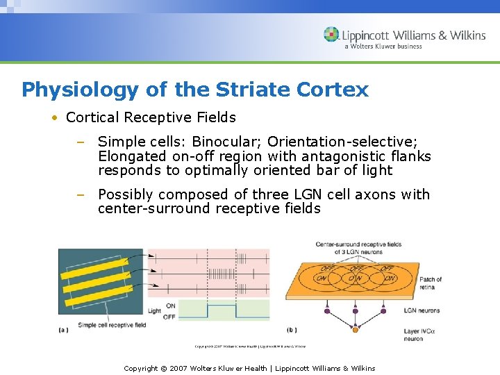 Physiology of the Striate Cortex • Cortical Receptive Fields – Simple cells: Binocular; Orientation-selective;