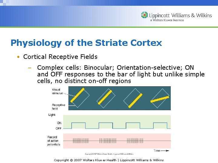 Physiology of the Striate Cortex • Cortical Receptive Fields – Complex cells: Binocular; Orientation-selective;