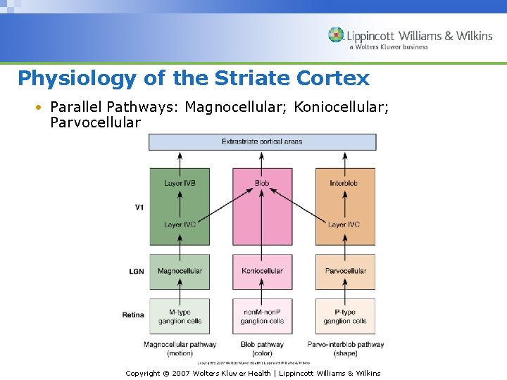 Physiology of the Striate Cortex • Parallel Pathways: Magnocellular; Koniocellular; Parvocellular Copyright © 2007
