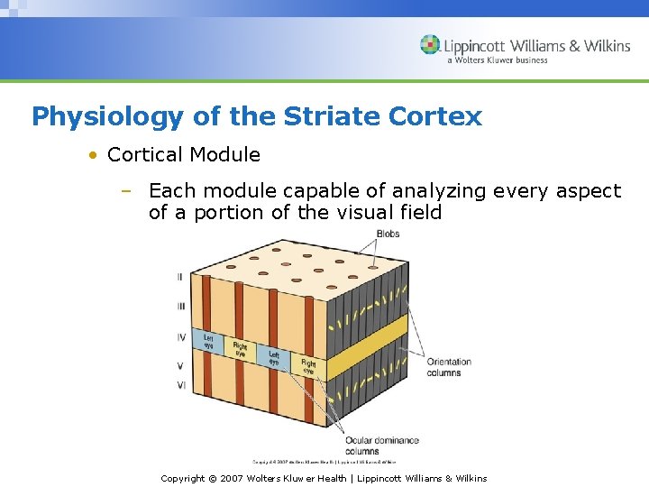 Physiology of the Striate Cortex • Cortical Module – Each module capable of analyzing