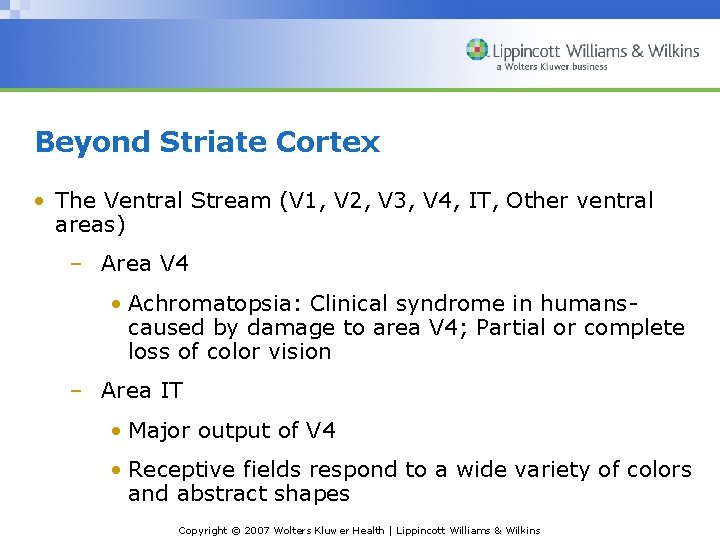 Beyond Striate Cortex • The Ventral Stream (V 1, V 2, V 3, V