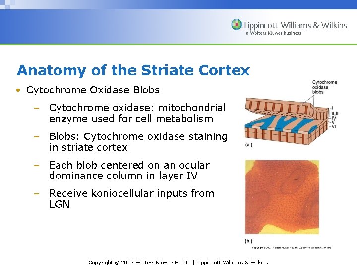 Anatomy of the Striate Cortex • Cytochrome Oxidase Blobs – Cytochrome oxidase: mitochondrial enzyme