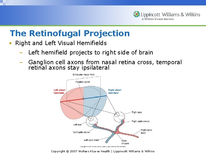 The Retinofugal Projection • Right and Left Visual Hemifields – Left hemifield projects to