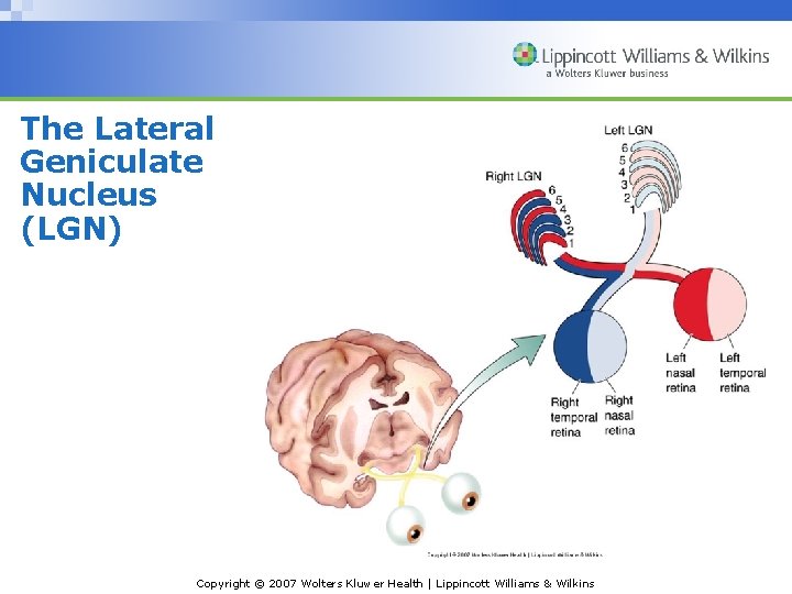 The Lateral Geniculate Nucleus (LGN) Copyright © 2007 Wolters Kluwer Health | Lippincott Williams