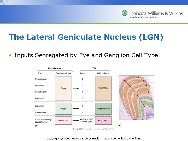 The Lateral Geniculate Nucleus (LGN) • Inputs Segregated by Eye and Ganglion Cell Type