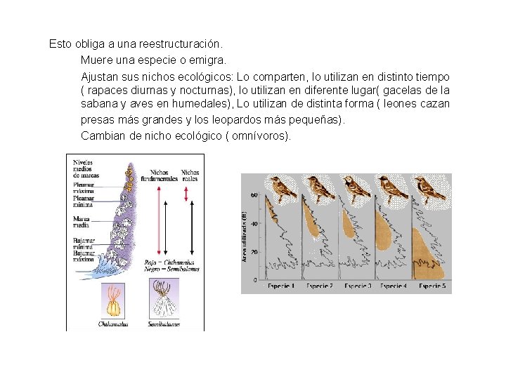 Esto obliga a una reestructuración. Muere una especie o emigra. Ajustan sus nichos ecológicos: