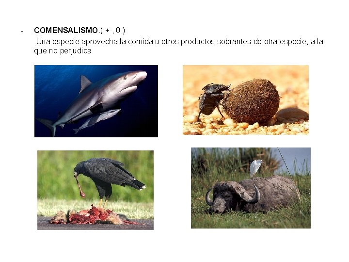 - COMENSALISMO. ( + , 0 ) Una especie aprovecha la comida u otros