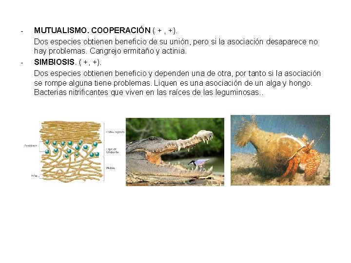 - - MUTUALISMO. COOPERACIÓN ( + , +). Dos especies obtienen beneficio de su