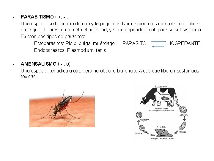 - PARASITISMO ( +, -). Una especie se beneficia de otra y la perjudica.