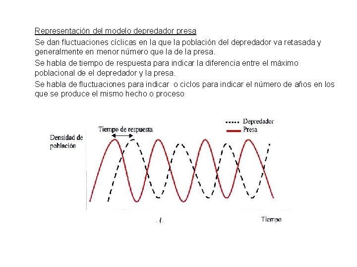 Representación del modelo depredador presa Se dan fluctuaciones cíclicas en la que la población