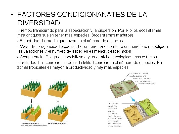  • FACTORES CONDICIONANATES DE LA DIVERSIDAD -Tiempo transcurrido para la especiación y la