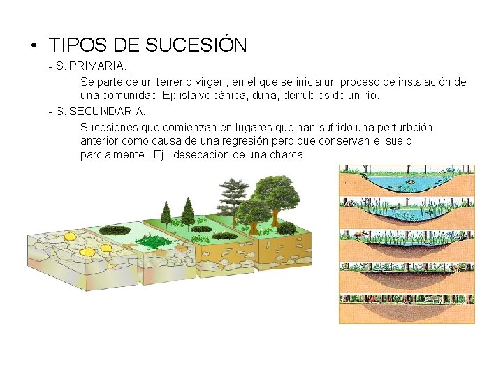  • TIPOS DE SUCESIÓN - S. PRIMARIA. Se parte de un terreno virgen,