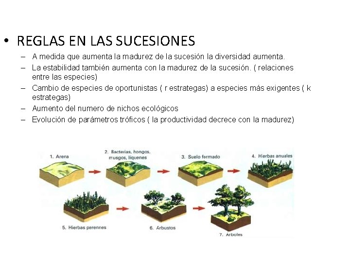  • REGLAS EN LAS SUCESIONES – A medida que aumenta la madurez de