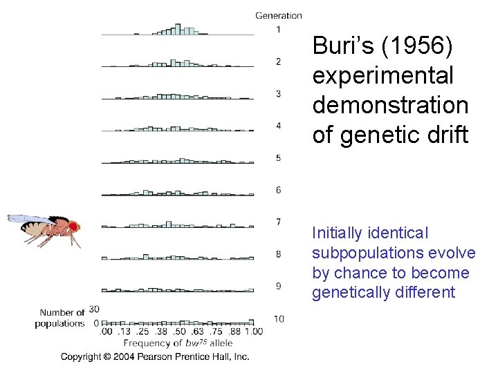 Buri’s (1956) experimental demonstration of genetic drift Initially identical subpopulations evolve by chance to