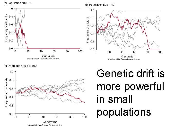 Genetic drift is more powerful in small populations 