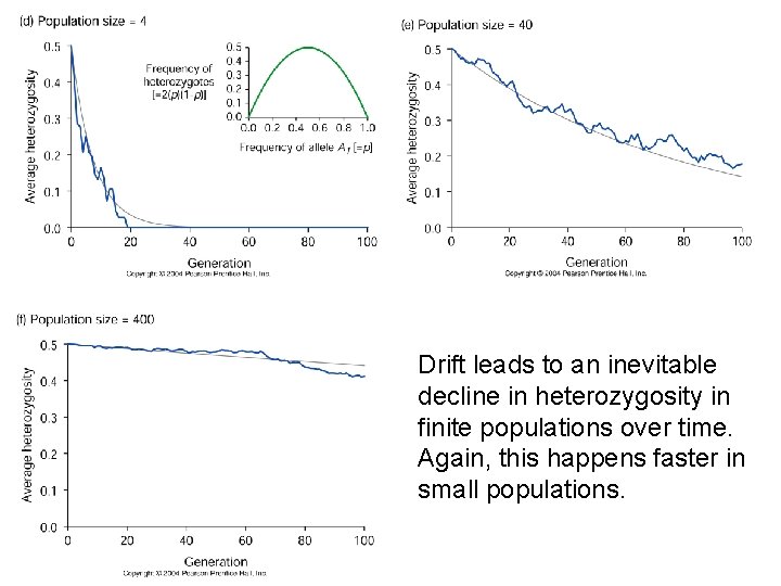 Drift leads to an inevitable decline in heterozygosity in finite populations over time. Again,