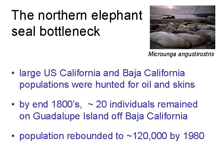 The northern elephant seal bottleneck Microunga angustirostris • large US California and Baja California