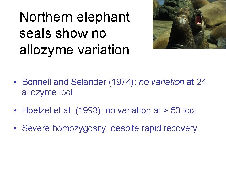 Northern elephant seals show no allozyme variation • Bonnell and Selander (1974): no variation