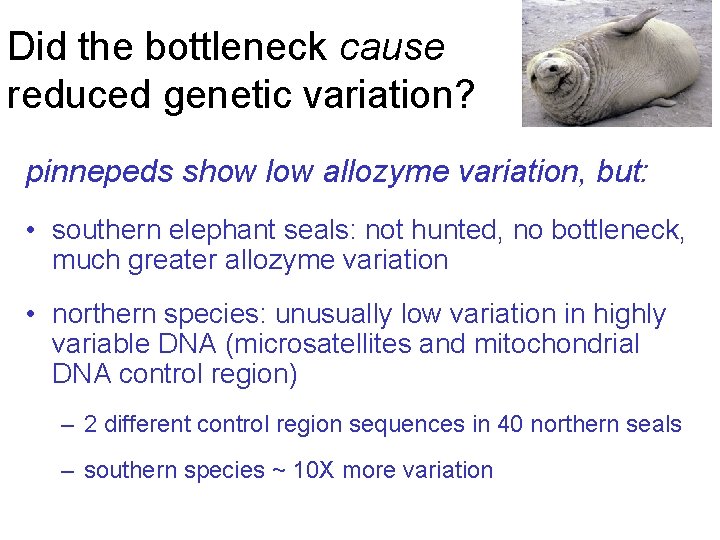 Did the bottleneck cause reduced genetic variation? pinnepeds show low allozyme variation, but: •