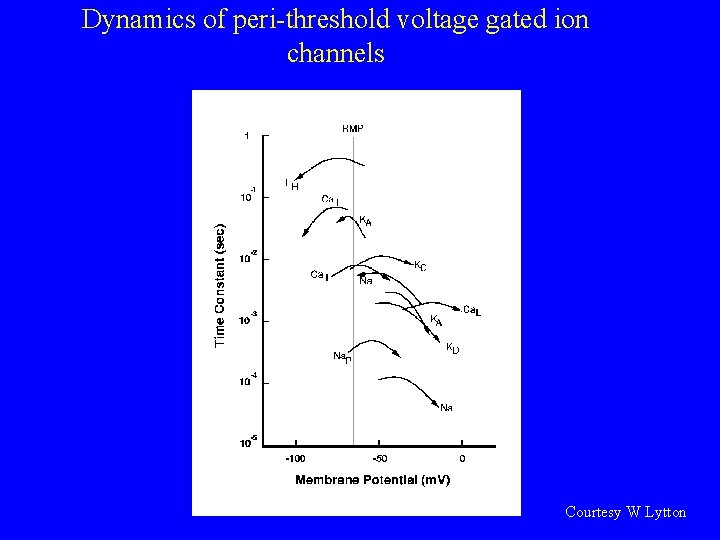Dynamics of peri-threshold voltage gated ion channels Courtesy W Lytton 