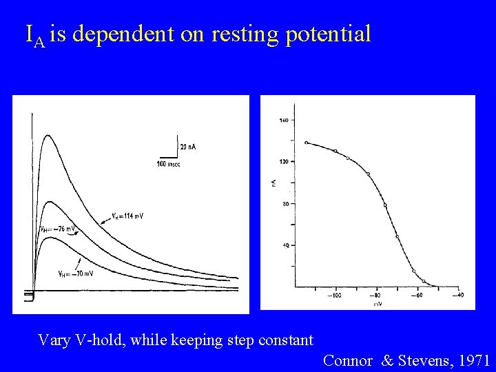 IA is dependent on resting potential Vary V-hold, while keeping step constant Connor &