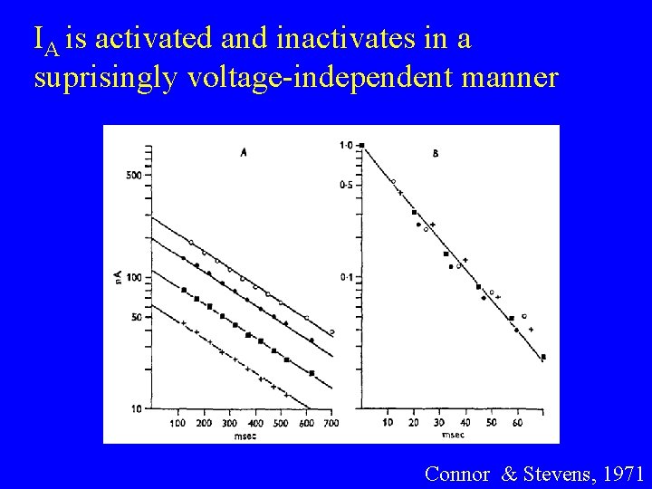 IA is activated and inactivates in a suprisingly voltage-independent manner Connor & Stevens, 1971