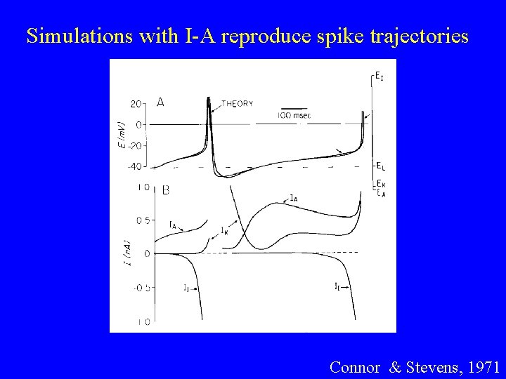 Simulations with I-A reproduce spike trajectories Connor & Stevens, 1971 