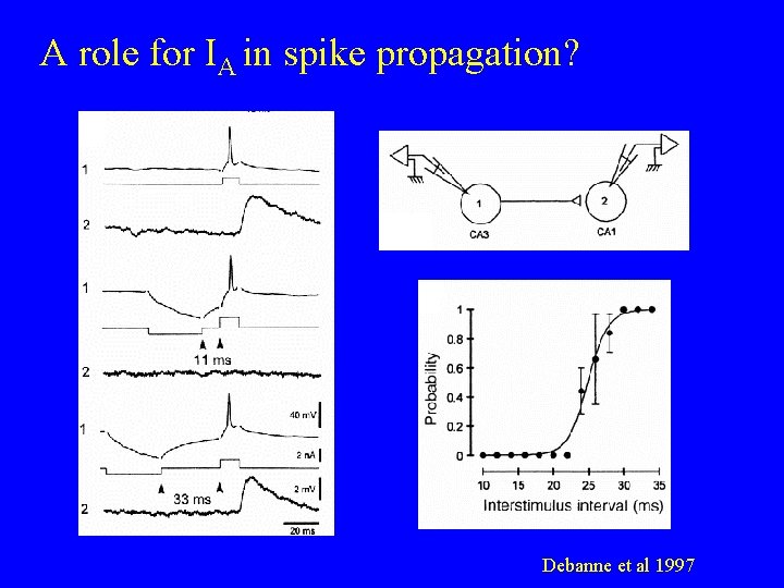 A role for IA in spike propagation? Debanne et al 1997 