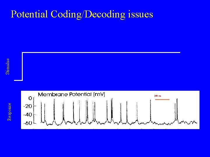 Stimulus Potential Coding/Decoding issues Response 250 ms 