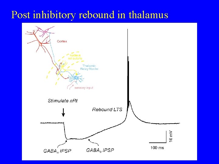 Post inhibitory rebound in thalamus 