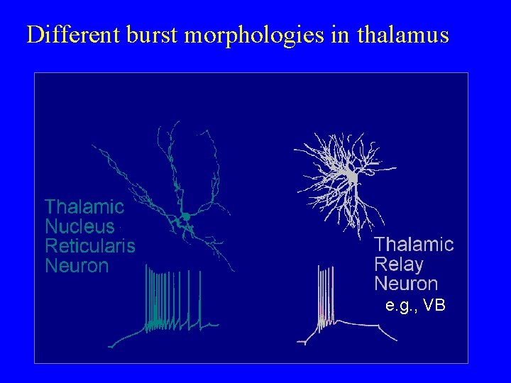 Different burst morphologies in thalamus e. g. , VB 