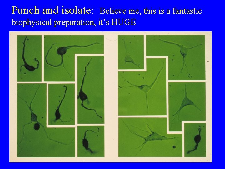 Punch and isolate: Believe me, this is a fantastic biophysical preparation, it’s HUGE 