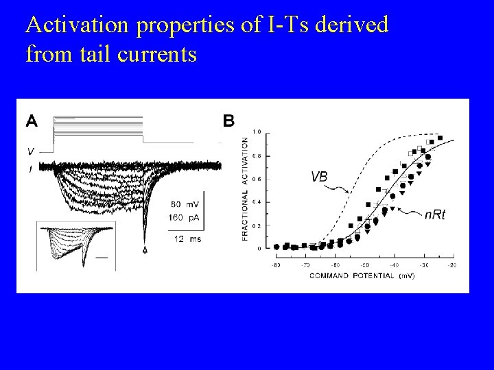 Activation properties of I-Ts derived from tail currents 