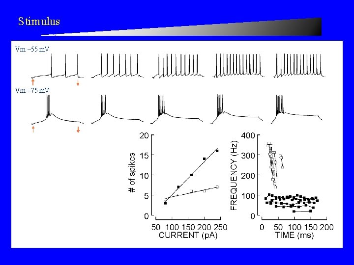 Stimulus Vm – 55 m. V Vm – 75 m. V 