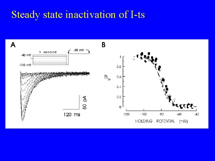 Steady state inactivation of I-ts 