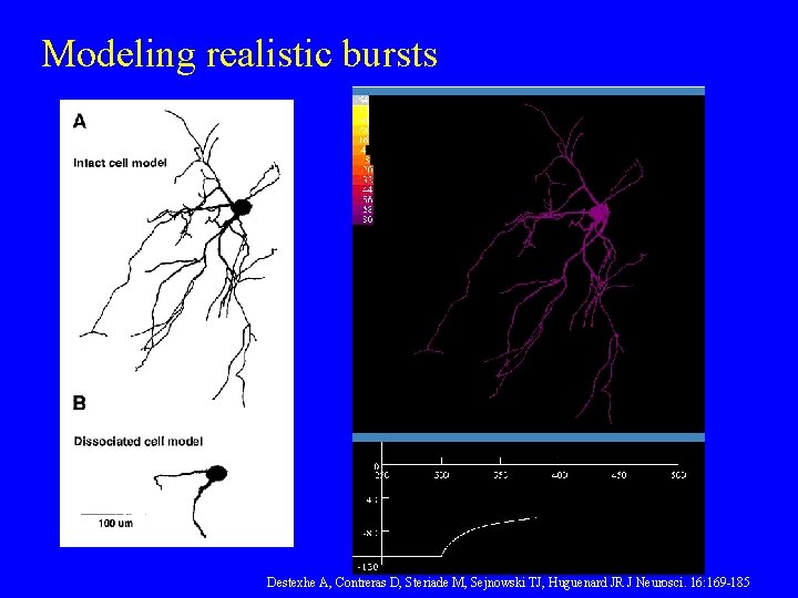 Modeling realistic bursts Destexhe A, Contreras D, Steriade M, Sejnowski TJ, Huguenard JR J