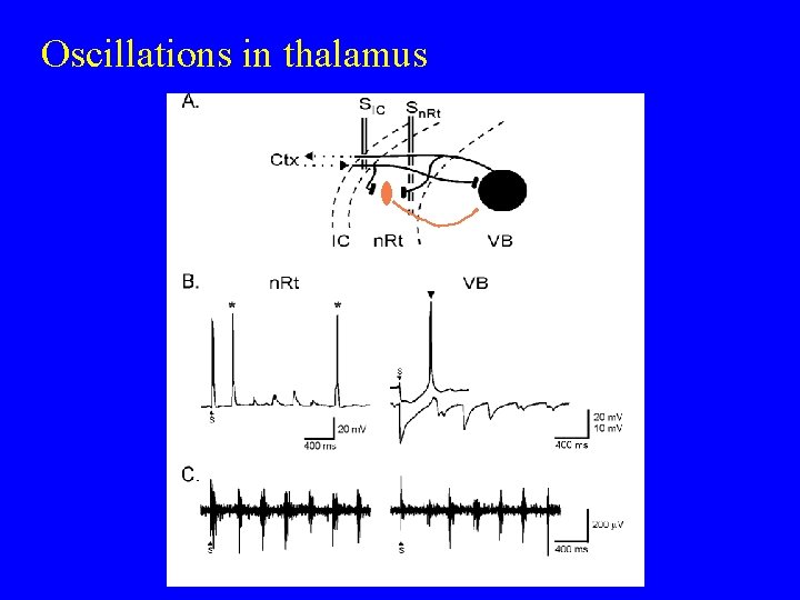Oscillations in thalamus 