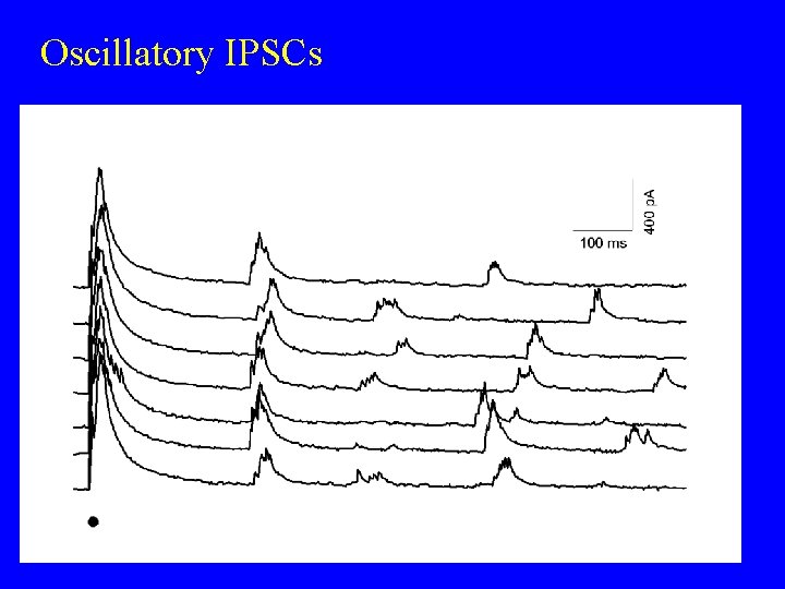 Oscillatory IPSCs 