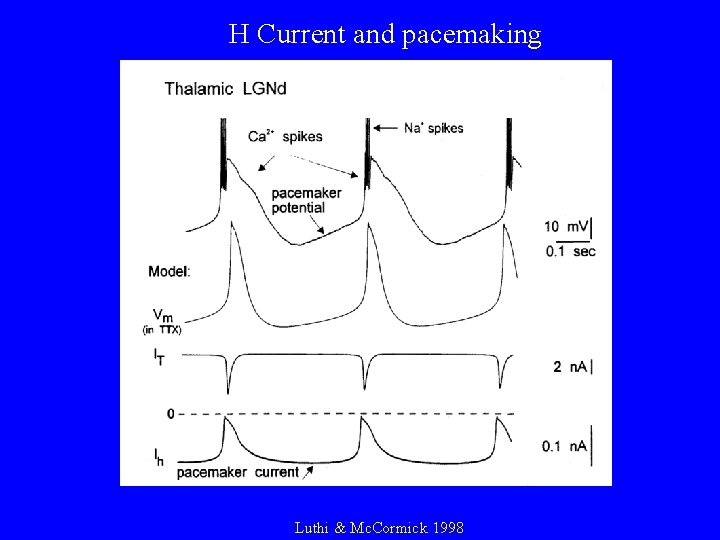 H Current and pacemaking Luthi & Mc. Cormick 1998 