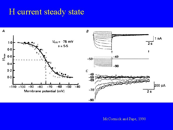 H current steady state Mc. Cormick and Pape, 1990 