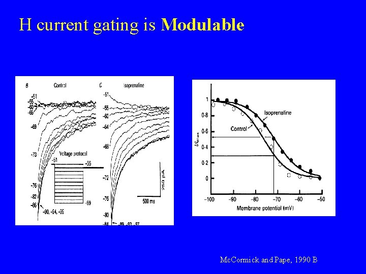 H current gating is Modulable Mc. Cormick and Pape, 1990 B 