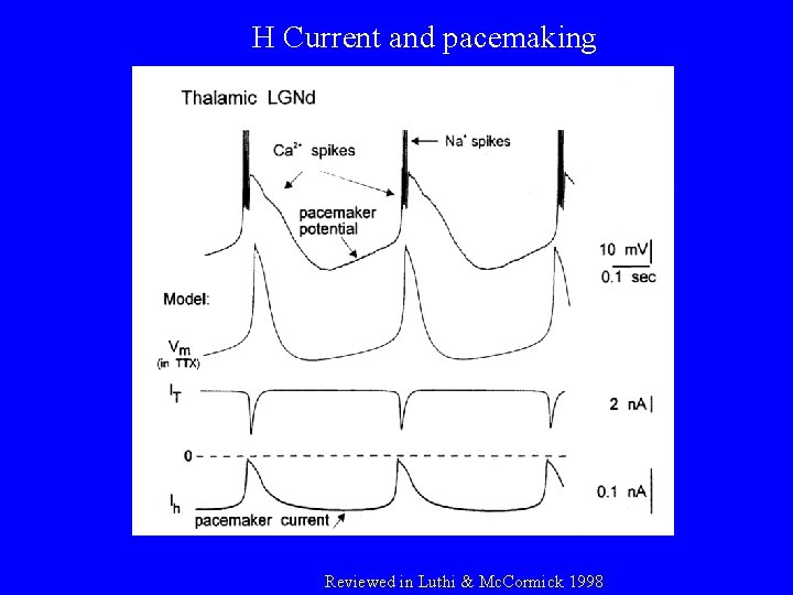 H Current and pacemaking Reviewed in Luthi & Mc. Cormick 1998 