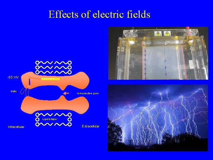 Effects of electric fields -65 m. V ++++ Gate Ion selective pore Lipid bilayer