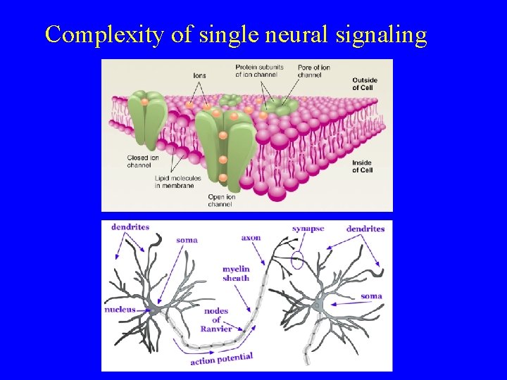 Complexity of single neural signaling 