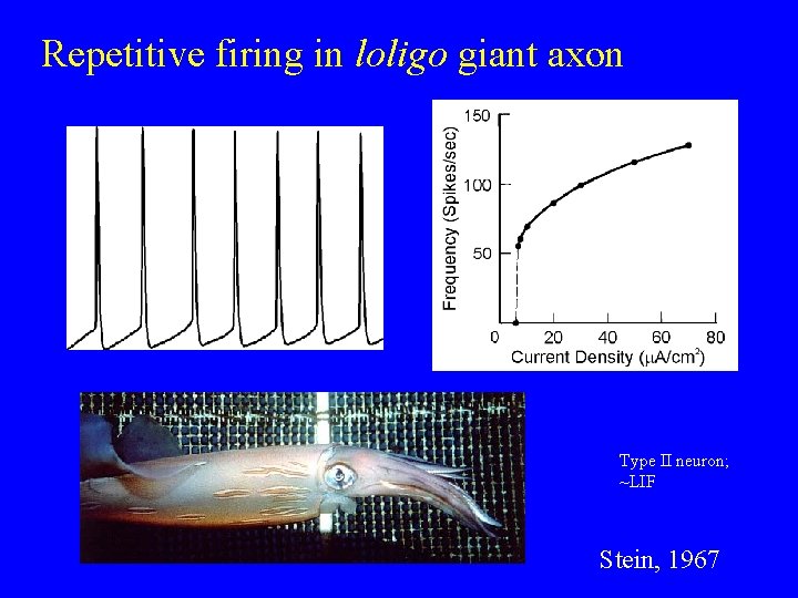 Repetitive firing in loligo giant axon Type II neuron; ~LIF Stein, 1967 