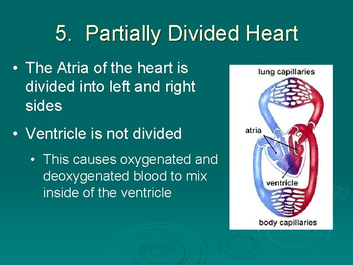 5. Partially Divided Heart • The Atria of the heart is divided into left